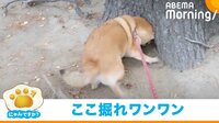 【映像】夢中で木の根元を掘る柴犬を待つ“弟”