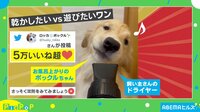 【映像】犬が風で“ほっぺたブルブル”になる動画