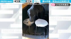 水を飲む→タオルで口の周りをフキフキ→上目遣いでチラッと見る犬に「おりこうさん！」「こっち見るのかわいいww」と反響