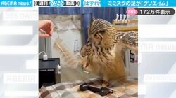 抜け落ちた羽を掴もうと必死なミミズクの『クソエイム』な姿が、SNSで話題「片足立ち上手！」「足プルプルしてるの可愛いw」