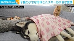 「起きてよ〜」二度寝するハスキーに、子猫が小さな肉球で“踏み踏み”する様子に「起きニャイ」「幸せな朝…！」と反響