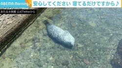 水中でひっくり返った姿にドキッ!? アザラシの「通常通り」の姿に癒やされる