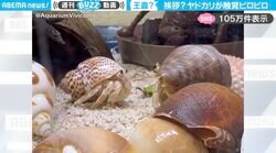 「ナウシカの王蟲と同じ仕草！」触覚を“ピロピロ”動かすオカヤドカリ2匹の様子が、SNSで話題沸騰！