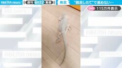 「鈍臭くてめちゃ可愛い」 フローリングで1歩も前に進めない“脱皮したて”のトカゲに「なんでなのか全然分かってなさそう」「祝日に働きたくない私」と反響