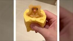 「チーズを押すとネズミが飛び出す」 300円ショップの“謎おもちゃ”に投稿者「これで遊んで1日が終わった」 クセになると話題に