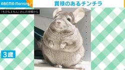 貫禄のあるチンチラ!? 生後2カ月のときと比較した驚きの“ギャップ”に「アザラシみが強くなった」「でかくなった!!」と話題