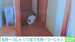 リモート授業で追い出された猫、ドアの前で待つ姿が健気すぎる…投稿主を取材