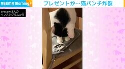 おっとり猫のテリトリーにプレゼント置いたら…まさかの“高速猫パンチ”！容赦ないリアクションに飼い主「クンクンくらいはするかと」