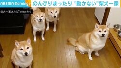 おやつがほしい時は“無言の圧” のんびりまったり“動かない”柴犬一家 「かわいいなw」と反響