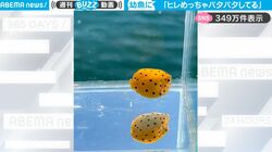 一体、あれはなんだ！？水槽の中にプカプカと漂う“四角いの物体” 特徴的なヒレの動きと水玉模様の魚がネット上で話題に