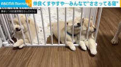 生後46日目の柴犬3姉妹が柵に鼻突っ込んだまま熟睡 “みんなでささってる寝”が話題