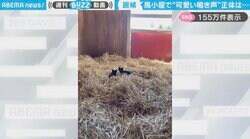 「お邪魔してます！」馬小屋から聞こえる…馬ではない“可愛い鳴き声”の正体に「いい寝所を見つけちゃったねえ」「ちゃんとご挨拶するんやで」と反響