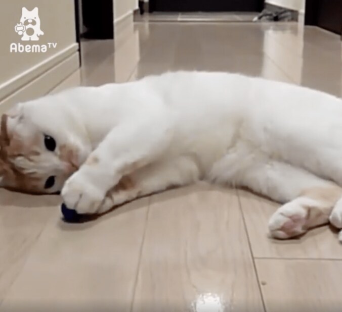 猫ポッケ、モグラ叩きゲームにハマる「本能には逆らえないにゃ…」 3枚目