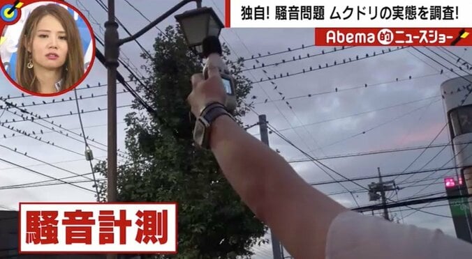 独自の騒音調査で判明、「ムクドリの騒音」が“最強”説　羽田空港や新橋駅の高架下よりもムクドリだった 2枚目