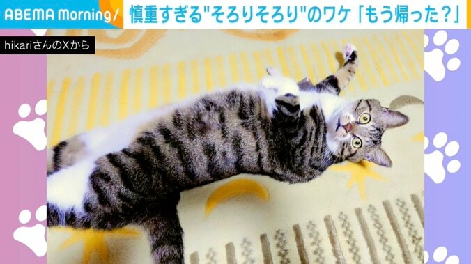 猫の「きよし」くん