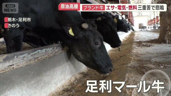 ブランド牛「足利マール牛」