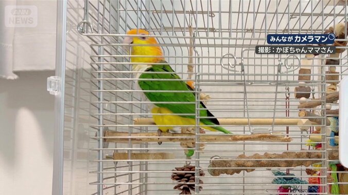 ケージでくつろぐ