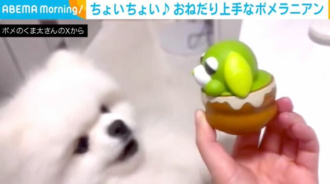 ポメラニアン・くま太
