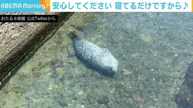 水中でひっくり返った姿にドキッ!? アザラシの「通常通り」の姿に癒やされる 1枚目