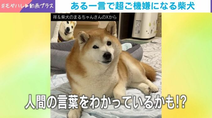 ある一言で“ニッコニコ”になる柴犬