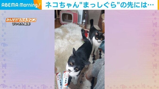 おやつよりも“お尻に夢中な猫” 驚きの行動に飼い主困惑「こっちこっち」 1枚目