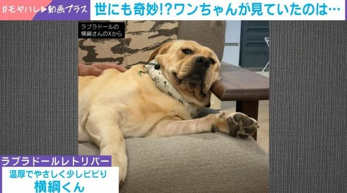 ラブラドール・レトリバーの「横綱くん」