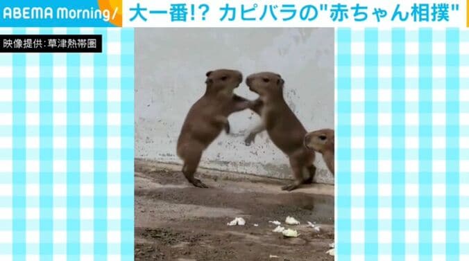 カピバラの赤ちゃん