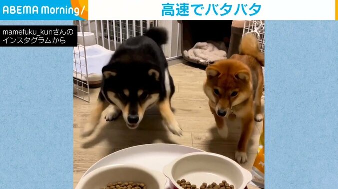 犬「食べたくてしょうがない!」前足をバタバタさせながら「待て」の指示に従う兄妹犬に「動きがかわいい」「ステップが同じ」とほっこり 1枚目