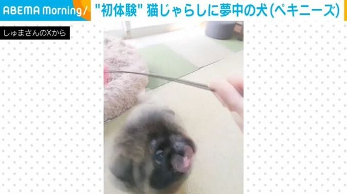 朱鞠くん