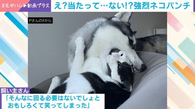 「ミシェル」ちゃんと「ロベルタ」ちゃん