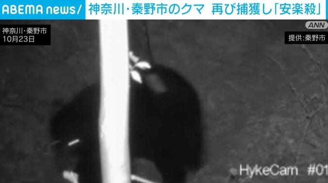 クマ