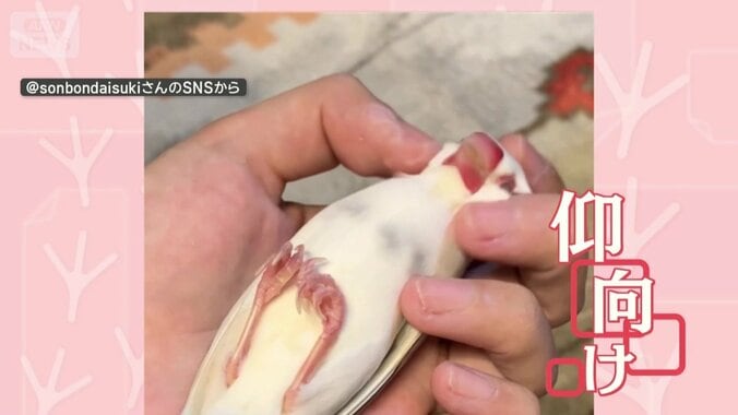 手のひらの上でマッサージ