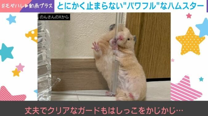 ハムスターののんちゃん