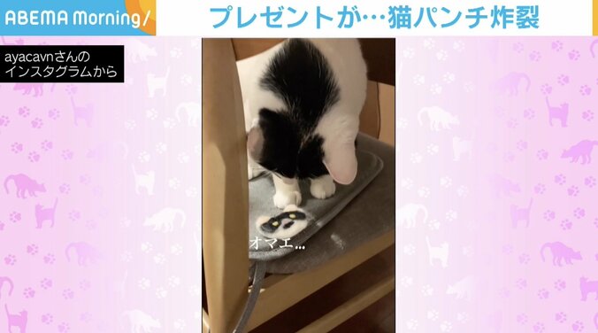 おっとり猫のテリトリーにプレゼント置いたら…まさかの“高速猫パンチ”！容赦ないリアクションに飼い主「クンクンくらいはするかと」 1枚目