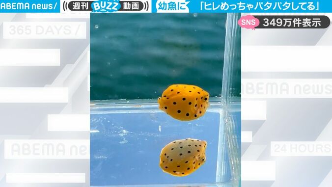 一体、あれはなんだ！？水槽の中にプカプカと漂う“四角いの物体” 特徴的なヒレの動きと水玉模様の魚がネット上で話題に 1枚目