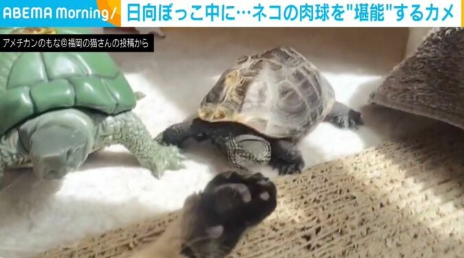 カメの軍曹くんとネコの小雪ちゃん