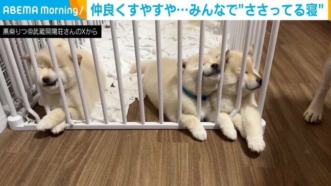 生後46日目の柴犬3姉妹