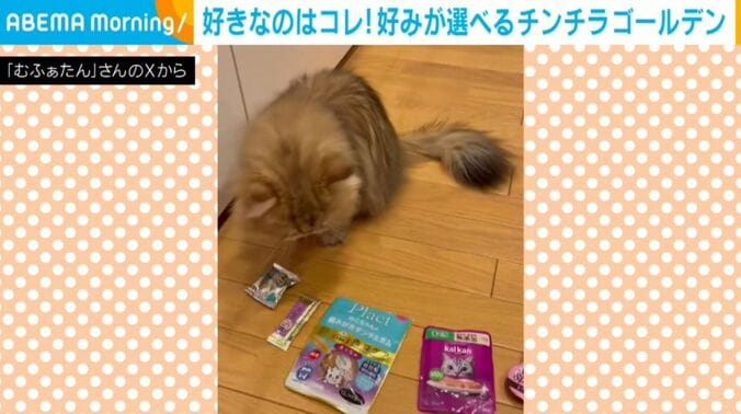 むふぁたんくん
