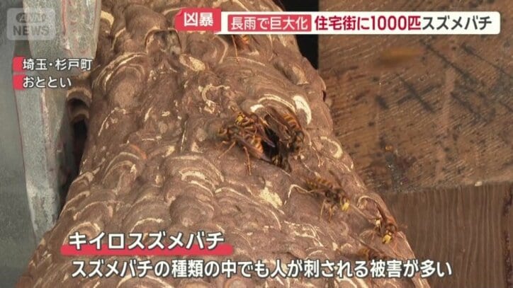 キイロスズメバチ