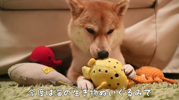 「お尻出てるよ!」ふわもこ柴犬だいふく、家を買う? お散歩やおもちゃに大興奮