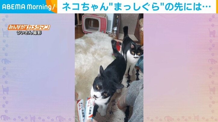 おやつよりも“お尻に夢中な猫” 驚きの行動に飼い主困惑「こっちこっち」