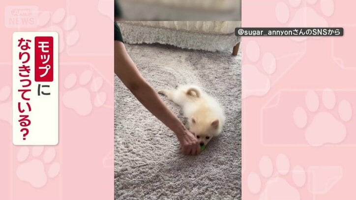 モップになりきってる？