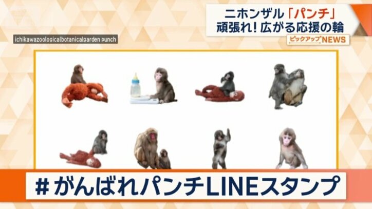 飼育員が撮影した16種類のパンチを楽しめるLINEスタンプ