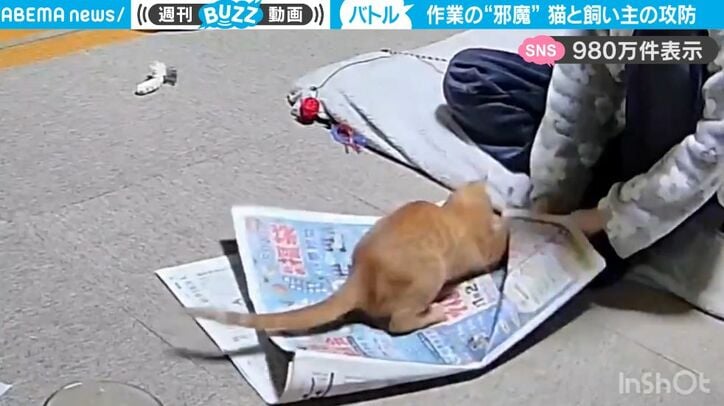 【写真・画像】幼い子供と一緒に“読み聞かせ”に参加する猫＆犬、まるで絵本のような心あたたまる世界に大反響「こんな幸せな光景ある？」　1枚目