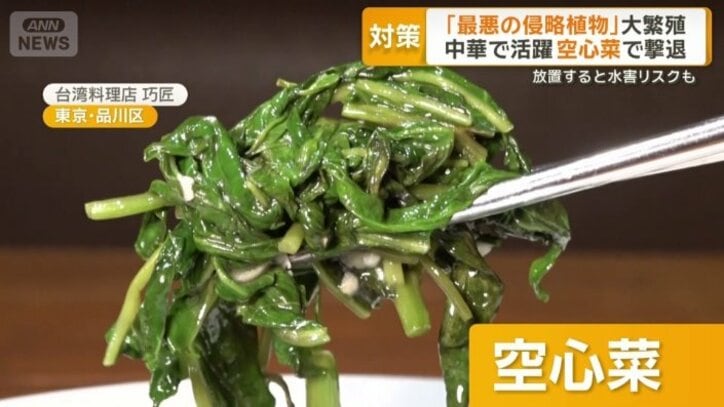 空心菜