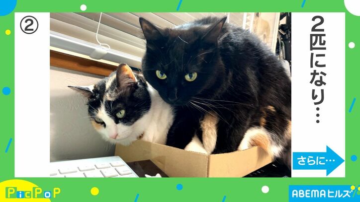 猫に仕事の邪魔をされないために箱を設置…どんどん集まり予想外の展開に「箱の魔力半端ない」