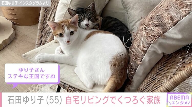 写真・画像】石田ゆり子（55）、広々リビングでくつろぐ愛猫を公開