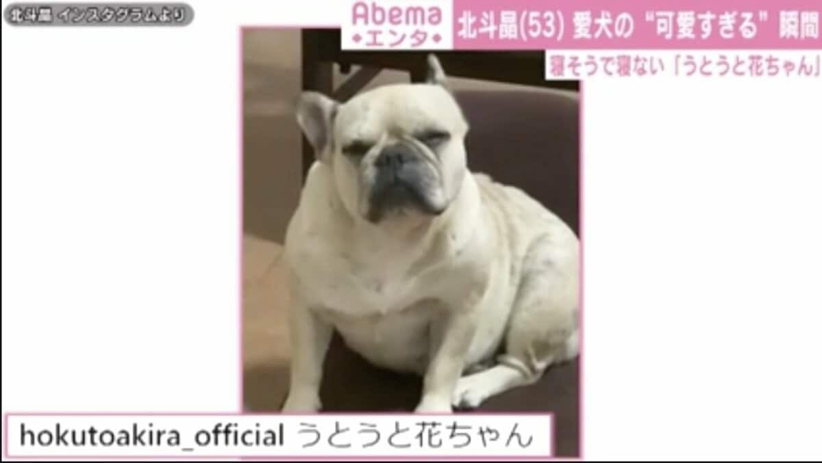 北斗晶 寝そうで寝ない 愛犬の可愛すぎる動画に反響 うとうと花ちゃんかわいい 芸能 Abema Times