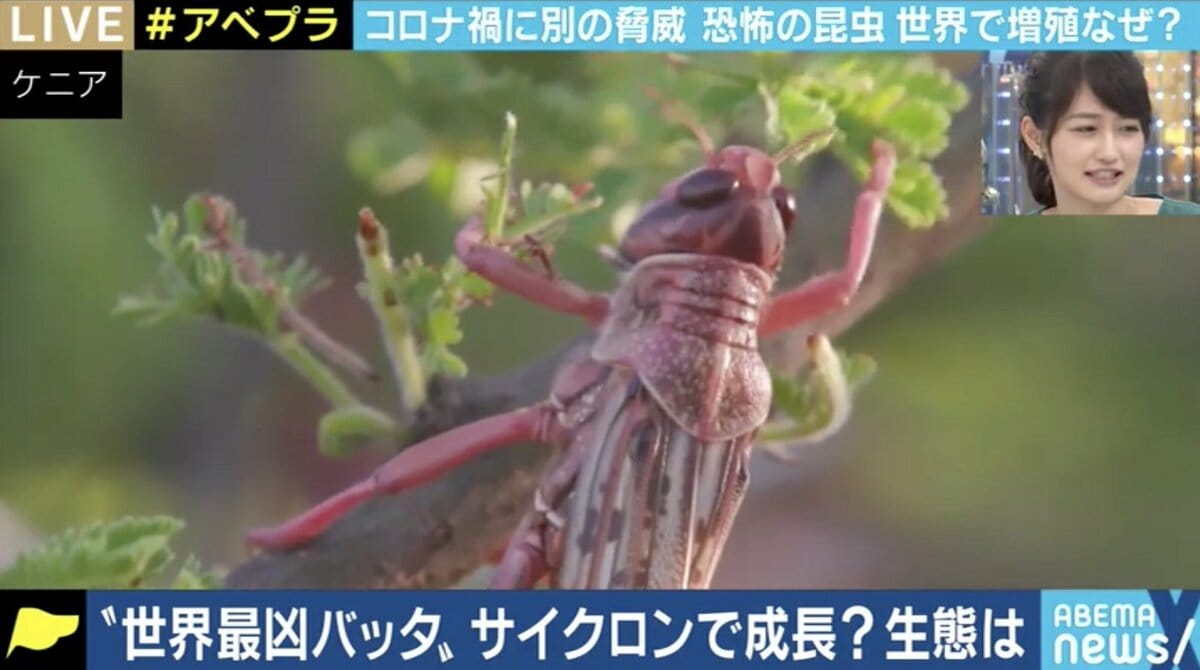 アガベ ジャイボリー群生　株ごと全部　小苗大量　希少　入手困難　殿様バッタ付き アガベ ジャイボリー群生 株ごと全部 小苗大量 希少 入手困難 殿様