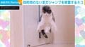 目的地はどこ!? →滞空時間の長い“謎ジャンプ”を披露する猫に「クセしかない登場の仕方w」「忍者みたい」など反響